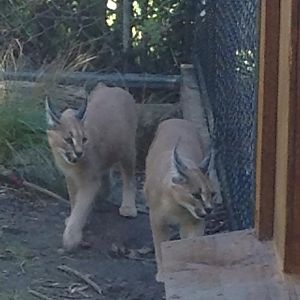 Caracals at Wellington Zoo.