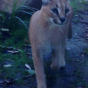 Caracal at Wellington Zoo.