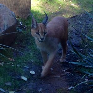 Caracal at Wellington Zoo.