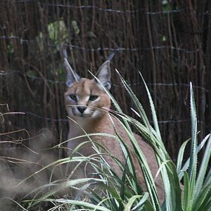 Caracal at Wellington Zoo.