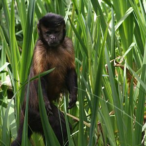 Capuchin Monkey