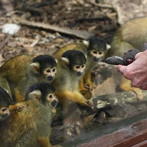 Curious group of squirrel monkeys