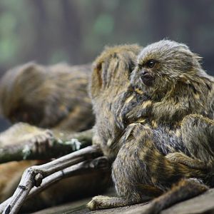 Young Pygmy Marmoset