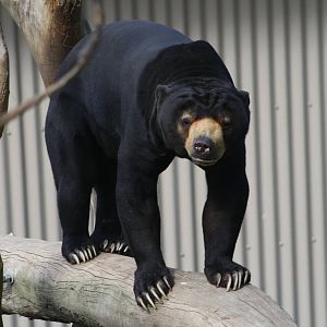 Sean the Sun Bear