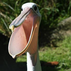 Lanky the Pelican