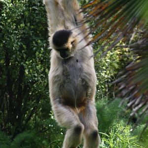 Robin, female white-cheeked gibbon