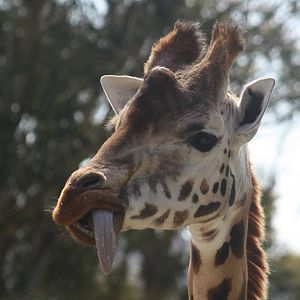 Zahara the Giraffe