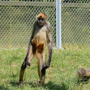 Geoffroy's spider monkey