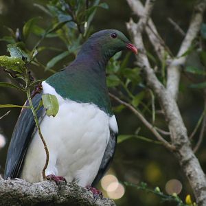 Kereru/New Zealand Wood Pigeon