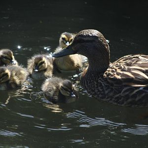 Mallard with Ducklings