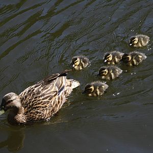 Mallard with Ducklings 2