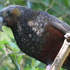 North Island Kaka