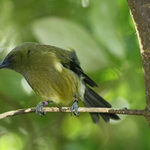 Male Bellbird