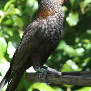 North Island Kaka 2
