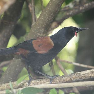 North Island Saddleback