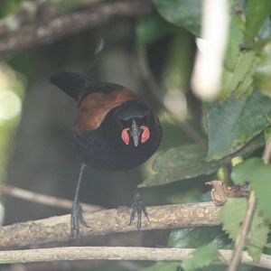 North Island Saddleback 2