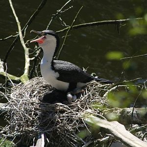 Pied Shag with Chicks