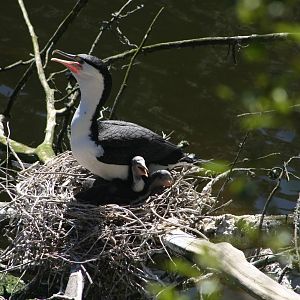 Pied Shag with Chicks