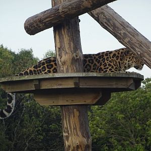 Amur Leopard at Yorkshire Wildlife Park