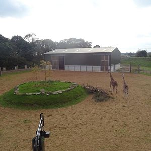 Elevated View of the Giraffe Exhibit at Yorkshire Wildlife Park
