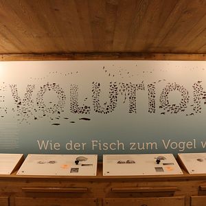 galapagos tortoise indoors: educational display