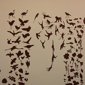 galapagos tortoise indoors: educational display detail