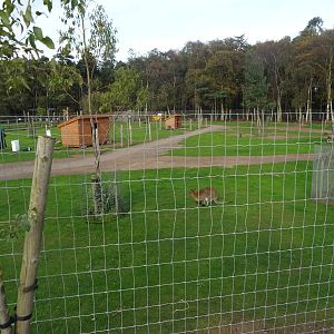 Wallaby Walkthrough Exhibit at Yorkshire Wildlife Park