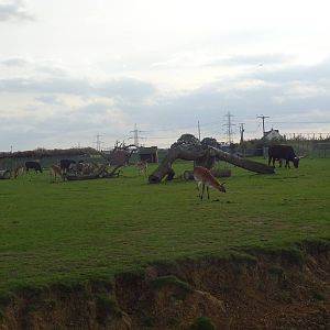 General View of African Plains at Yorkshire Wildlife Park