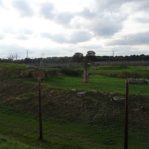Lion Exhibit at Yorkshire Wildlife Park