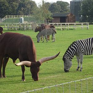 General View of African Plains at Yorkshire Wildlife Park