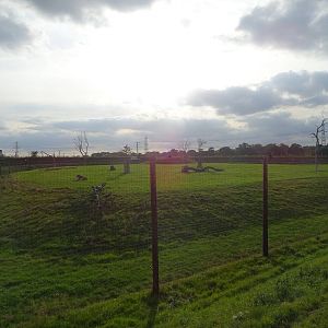 Lion Exhibit at Yorkshire Wildlife Park