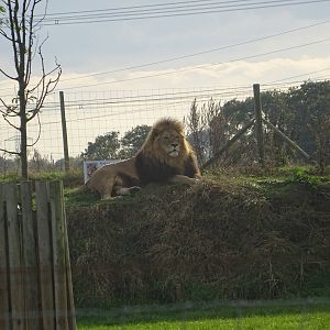Lion at Yorkshire Wildlife Park