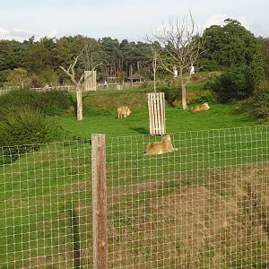 First Lion Exhibit at Yorkshire Wildlife Park