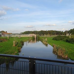 Lion Exhibit at Yorkshire Wildlife Park