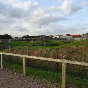 Lion Exhibit at Yorkshire Wildlife Park