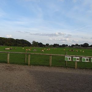 General View of African Plains at Yorkshire Wildlife Park