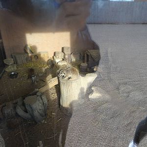 Meerkat House Interior at Yorkshire Wildlife Park