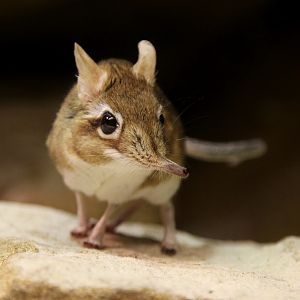 Rufous Elephant Shrew (Elephantulus rufescens)