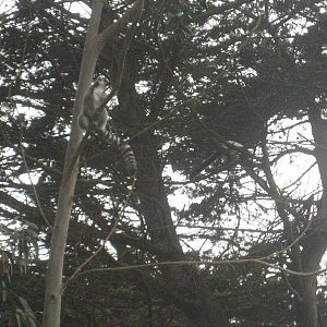 Ring-tailed Lemur