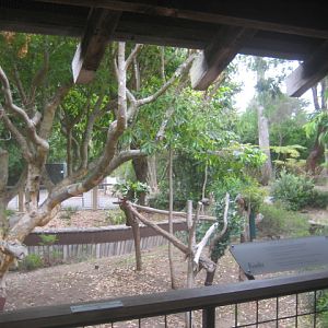 Koala exhibit
