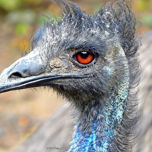 Oct. 2014 - Wildlife Canyon - Emu