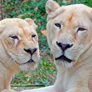 Oct. 2014 - White Lions of Timbavati - Gracious + Prosperity