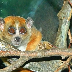 Oct. 2014 - Jungle Trails - Pygmy Slow Loris