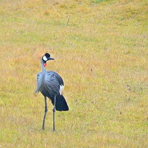 Oct. 2014 - Africa - Grey Crowned Crane