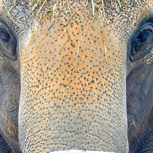 Oct. 2014 - Elephant Reserve - My-Thai