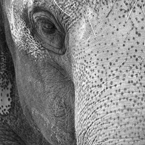 Oct. 2014 - Elephant Reserve - My-Thai