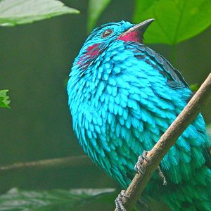 Oct. 2014 - World of the Insect - Spangled Cotinga