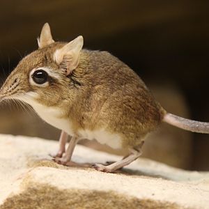 Rufous Elephant Shrew (Elephantulus rufescens)