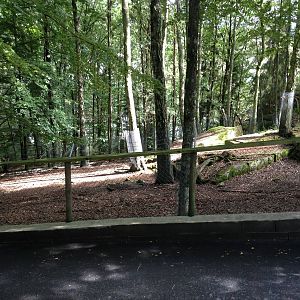 Part of Tadjik urial exhibit