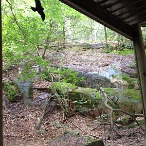 Northern lynx exhibit